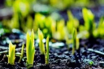 吊唁要跪拜吗,去吊唁该鞠躬还是跪拜