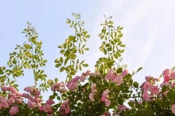 吊唁要跪拜吗,去吊唁该鞠躬还是跪拜