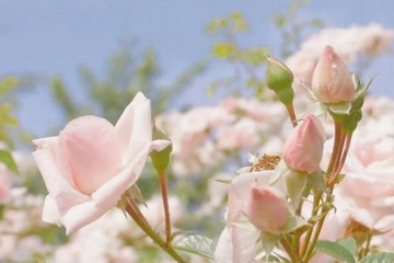 吊唁要跪拜吗,去吊唁该鞠躬还是跪拜