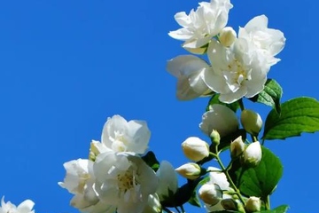 吊唁要跪拜吗,去吊唁该鞠躬还是跪拜