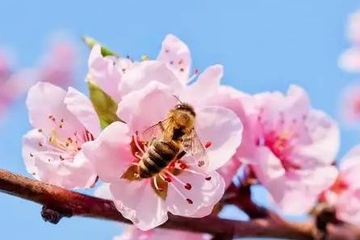 吊唁要跪拜吗,去吊唁该鞠躬还是跪拜