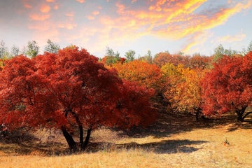 重阳节为什么要赏菊,重阳节赏菊花的诗句
