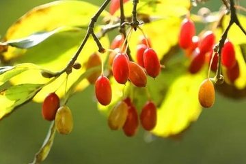重阳节为什么要赏菊,重阳节赏菊花的诗句