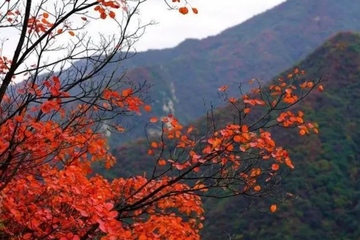 重阳节为什么要赏菊,重阳节赏菊花的诗句