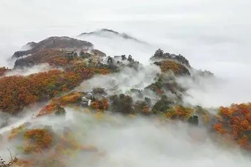 重阳节为什么要赏菊,重阳节赏菊花的诗句