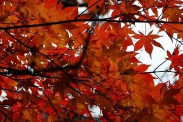 重阳节为什么要赏菊,重阳节赏菊花的诗句