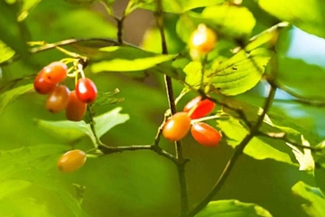 重阳节是为了纪念谁的,九九重阳节是纪念什么