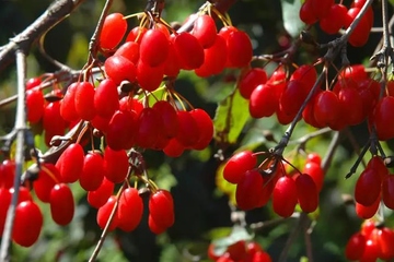 重阳节插茱萸有什么寓意,重阳节为什么要插茱萸