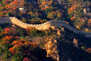 重阳节插茱萸有什么寓意,重阳节为什么要插茱萸