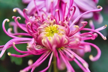 重阳节插茱萸有什么寓意,重阳节为什么要插茱萸