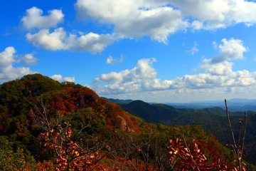重阳节插茱萸有什么寓意,重阳节为什么要插茱萸