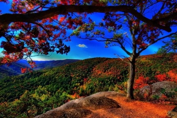 重阳节三大风俗,重阳节有哪三个风俗