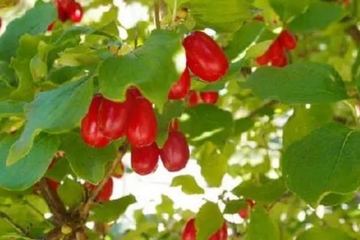 重阳节|尊老敬老,溯本追源