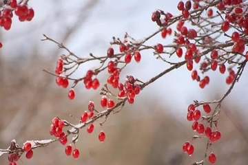九月九日为什么叫重阳节,重阳节为什么叫重阳节