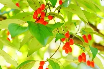 重阳节的经典名句,重阳节的千古佳句