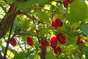 重阳节的由来和传统风俗