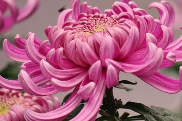 2022年九九重阳节是几月几号,2022年重阳节星期几