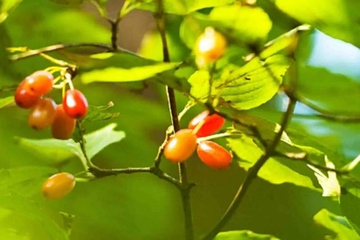 2022年是第几个老人节,2022年是多少个老年节