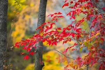 重阳节是9月9日吗,重阳节是几月几号