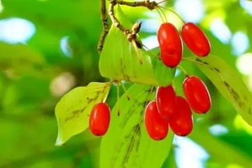 重阳节是9月9日吗,重阳节是几月几号