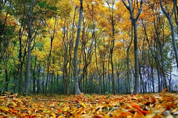 重阳节是9月9日吗,重阳节是几月几号