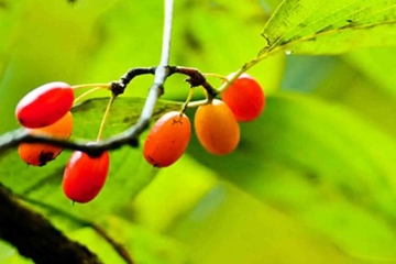 重阳节的禁忌,九九重阳节有什么忌讳