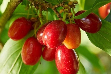 重阳节吉利吗?重阳节的日子好不好