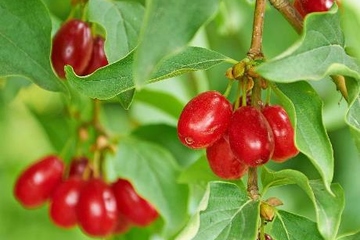 九月九日重阳节有什么意义,重阳节的意义是什么