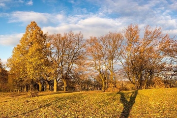 重阳节是老人节吗?为什么