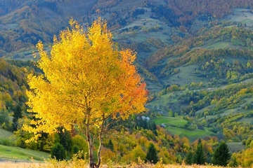重阳节是老人节吗?为什么