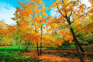 重阳节为什么要登高望远,重阳节登高是为了什么