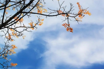 重阳节为什么要登高望远,重阳节登高是为了什么