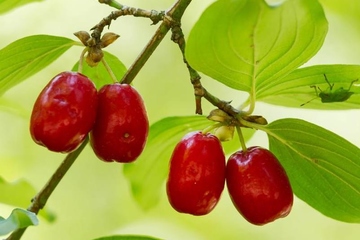 重阳节为什么要登高望远,重阳节登高是为了什么