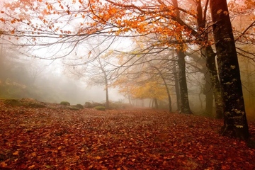 重阳节有名的古诗,关于重阳节的古诗名句