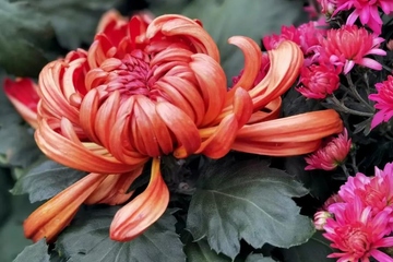 九月九日重阳节又称为什么节,九月九日又叫什么