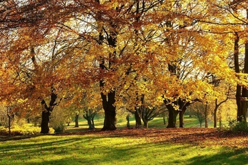 重阳节是老年人过的节日吗