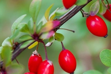 重阳节是老年人过的节日吗