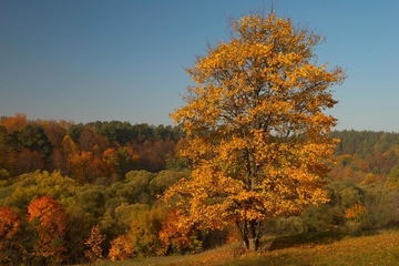 重阳节是老年人过的节日吗