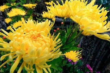 重阳节是老年人过的节日吗