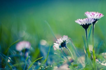 祭拜已故亲人的祭拜语