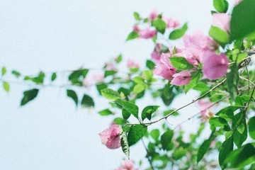 祭拜已故亲人的祭拜语