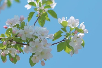 祭奠亲人七七怎么祭奠