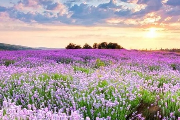 祭奠亲人七七怎么祭奠