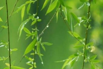 又逢清明,思念正浓