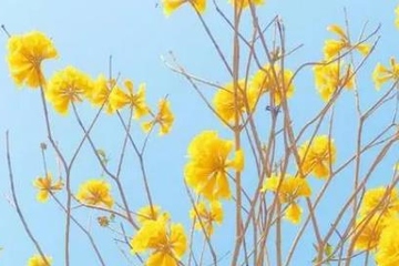 清明节上坟祭祖悼词,清明节悼词怎么写