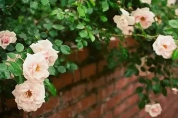 清明节上坟祭祖悼词,清明节悼词怎么写