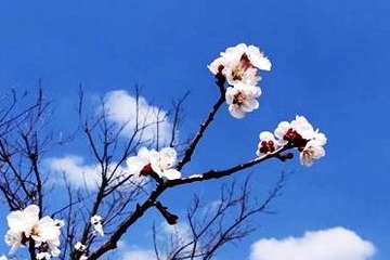 清明节上坟祭祖悼词,清明节悼词怎么写