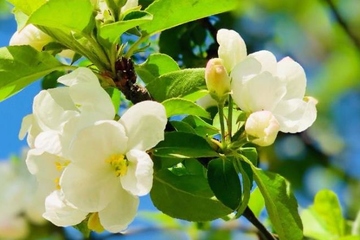 清明节的起源简单介绍