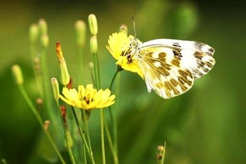 清明节的起源简单介绍
