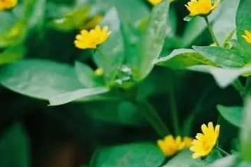 清明买什么花拜祭祖宗,清明给长辈上坟用什么花